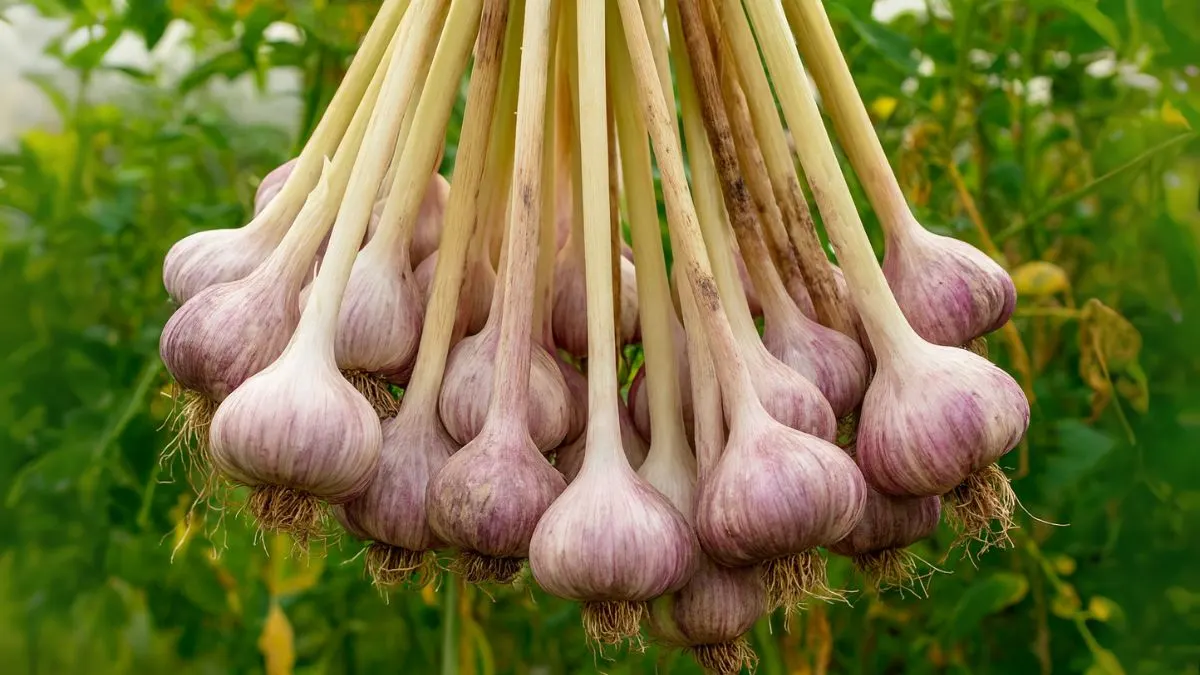 Grow Garlic at Home Like a Pro