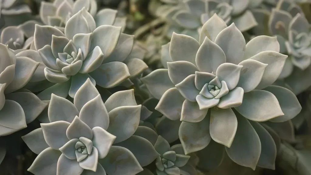 Ghost Plants Are Real—And They’re Hauntingly Beautiful!
