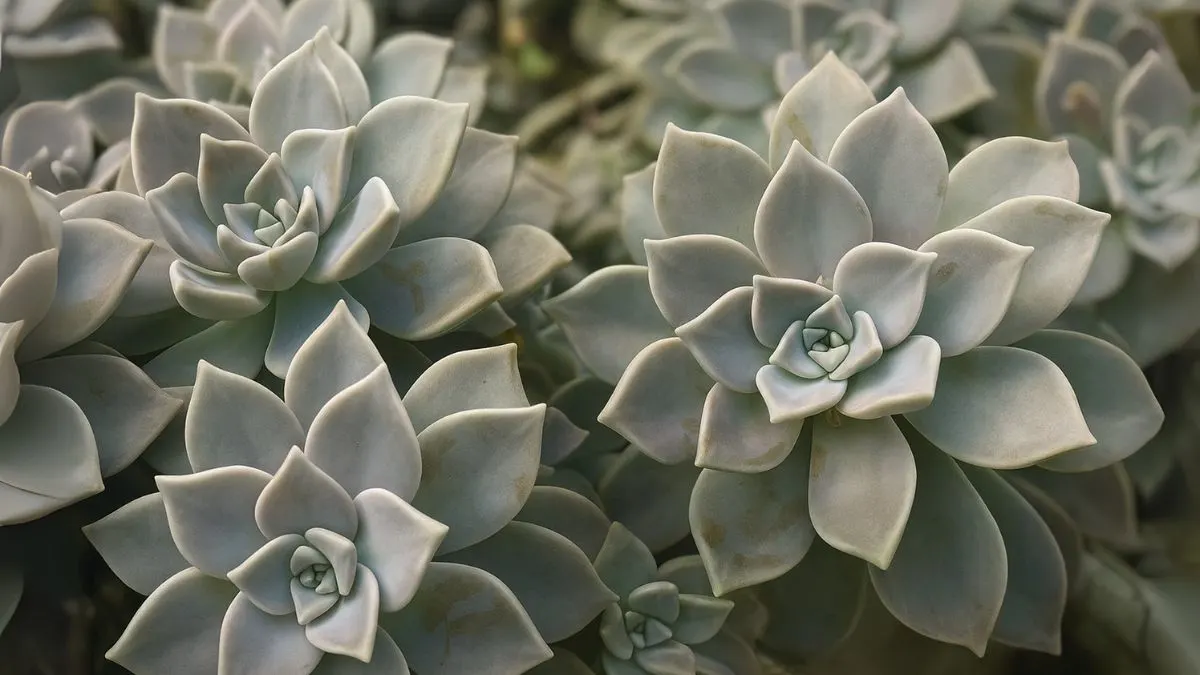 Ghost Plants Are Real—And They’re Hauntingly Beautiful!