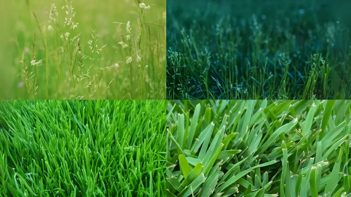 Shade-Tolerant Grasses That Love Growing Under Trees