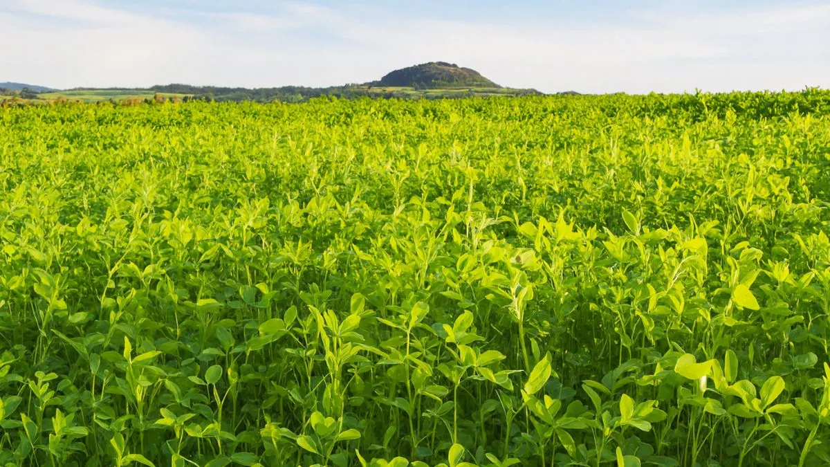 Green Manuring: The Ancient Farming Trick That Boosts Soil Naturally