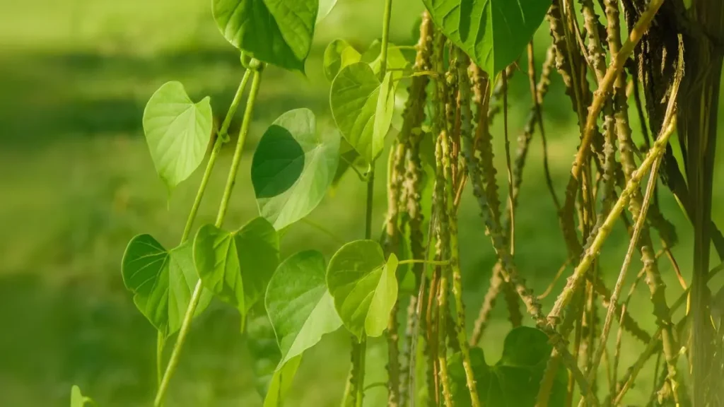 Meet Guduchi: The Super Plant Ayurveda Swears By