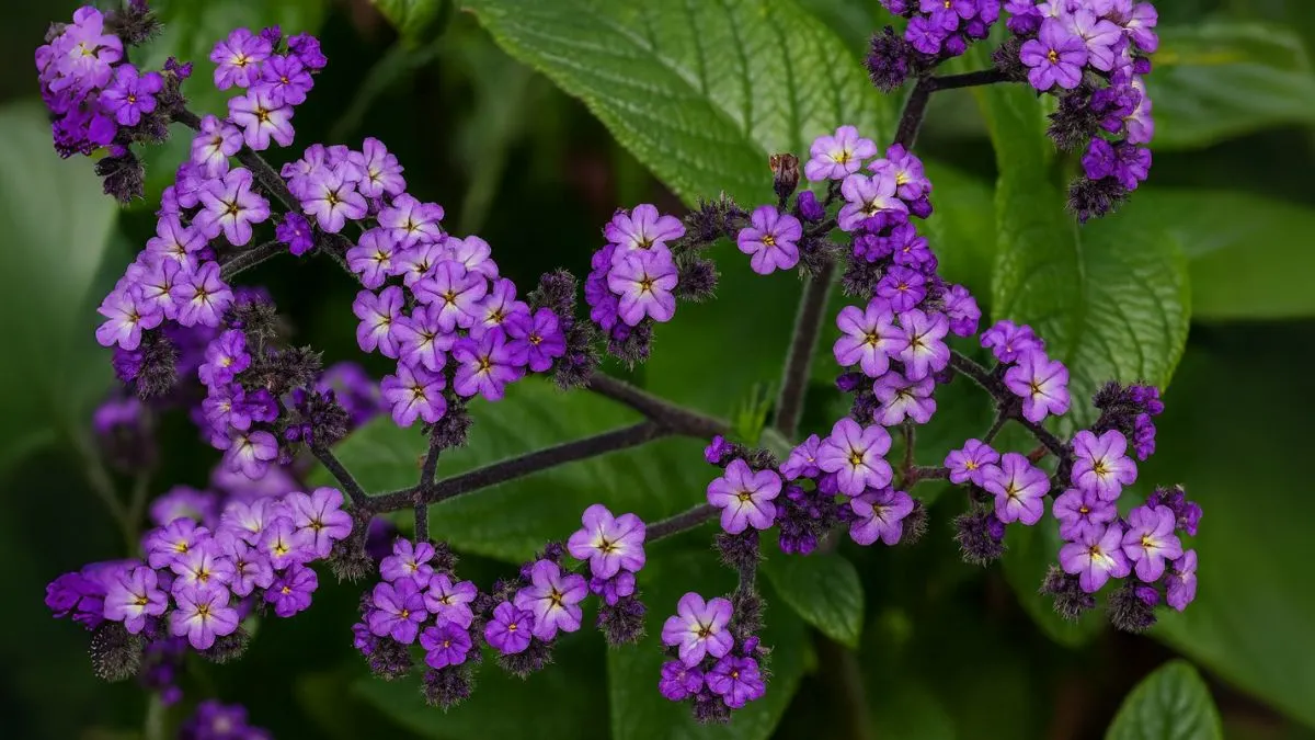 How to Grow Heliotropes—the Victorian-Era Flower That’s Making a Comeback