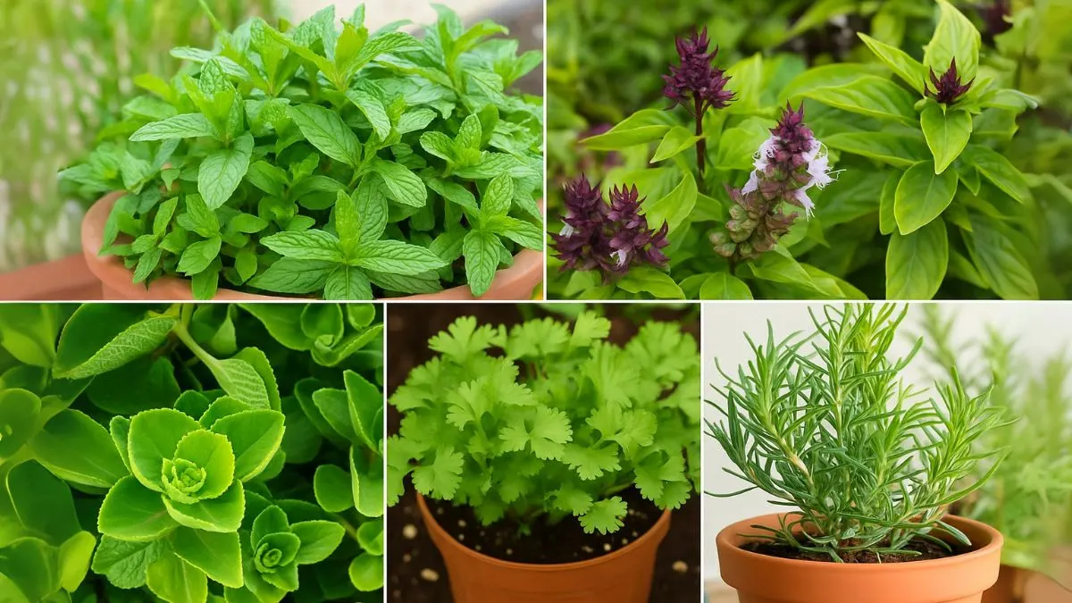 5 Easiest Herbs to Grow on Your Balcony—No Backyard Needed!