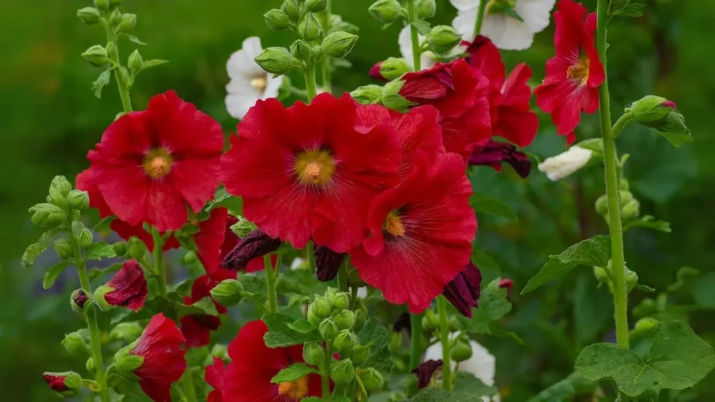 How to Grow Old-Fashioned Hollyhocks with Modern Ease