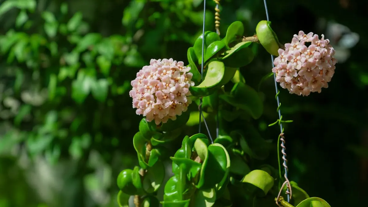 Think Hoyas Are Just Pretty Vines? Wait Till They Bloom at Night