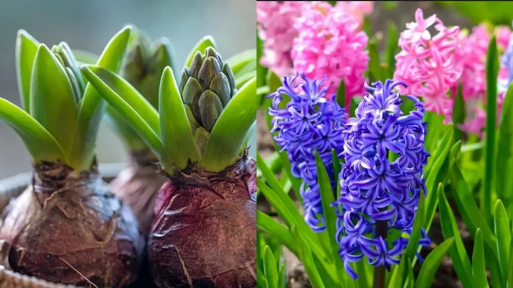 How to Grow Hyacinths That Look (and Smell) Like a Dream