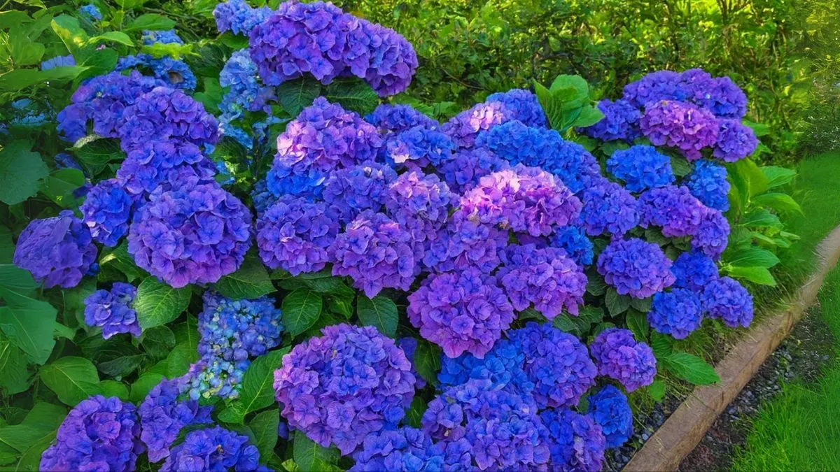 How to Plant and Grow Hydrangeas at Home