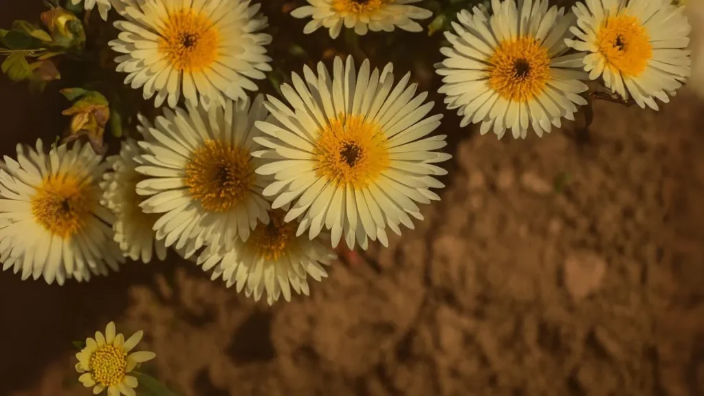 This Flower Blooms Even in Frost—Meet the Magical Ice Plant!