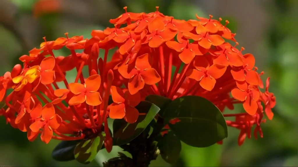 The Secret to Lush Ixora Blooms