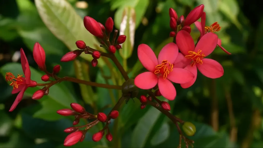 Jatropha Plant: A Stunning Beauty with a Powerful Secret