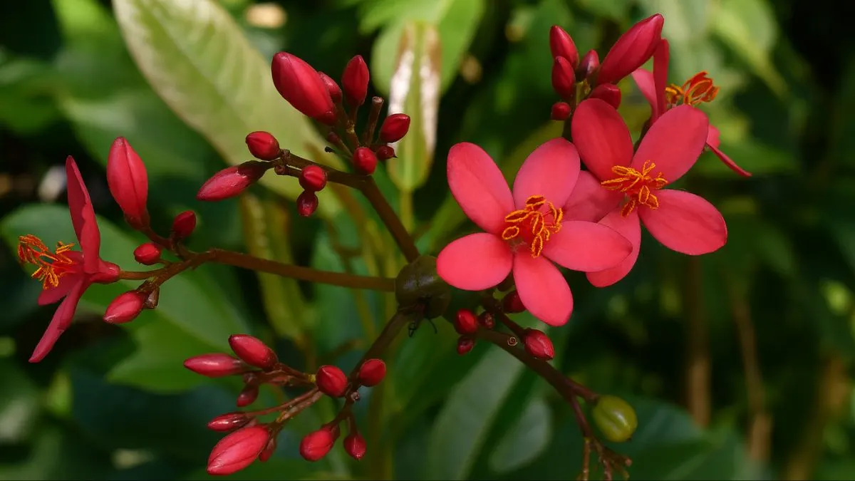 Jatropha Plant: A Stunning Beauty with a Powerful Secret