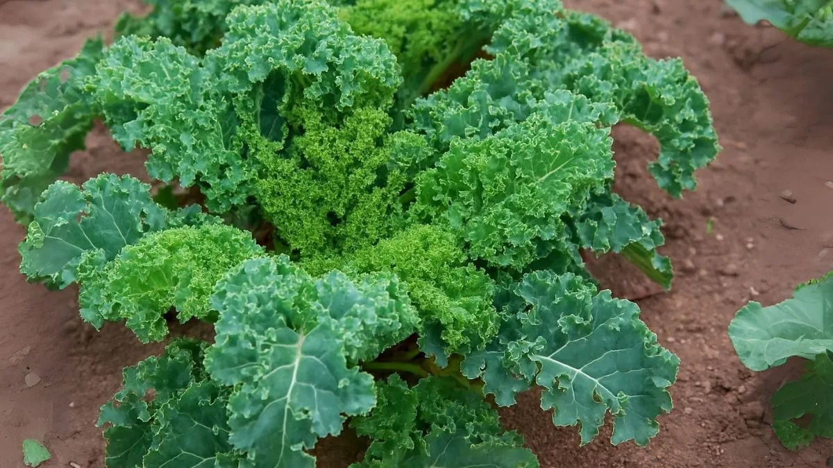 From Seeds to Salads: The Lazy Way to Grow Kale at Home