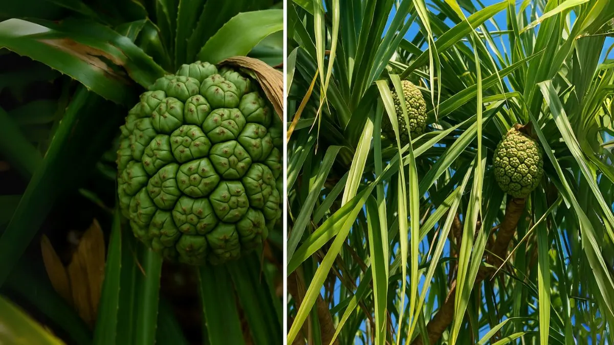 Kevda Plant Benefits: From Headaches to Holy Rituals