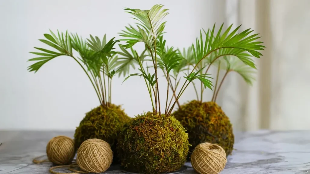 Kokedama Plants: A Soil Ball, Some Moss, and a Whole Lot of Zen