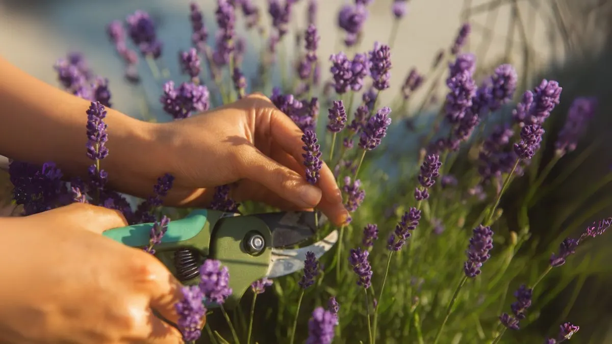Your Lavender Pruning Is the Key to Its Fragrance and Longevity