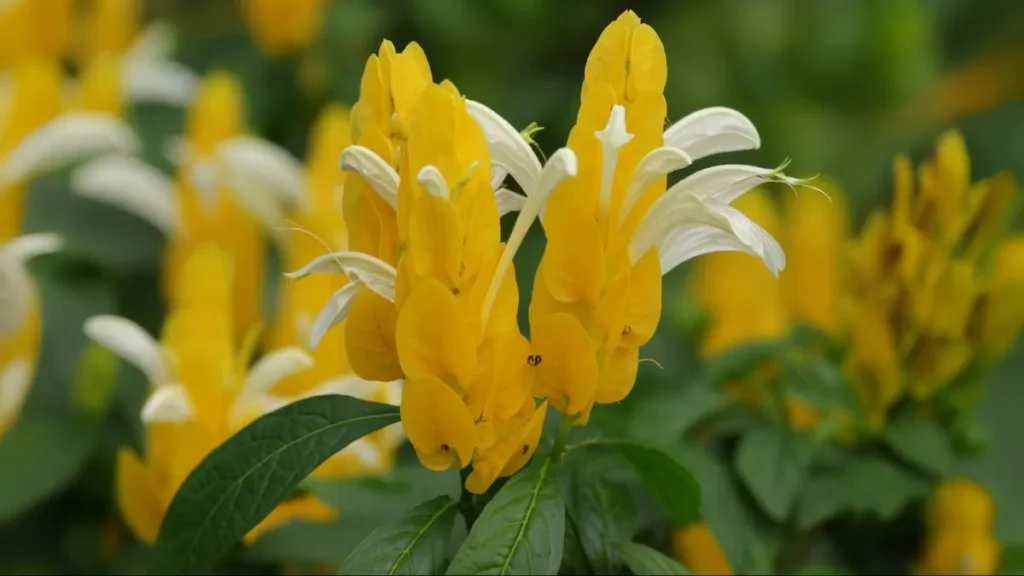 Bright, Bold, and Bee-Friendly: Why the Lollipop Plant Belongs in Your Yard