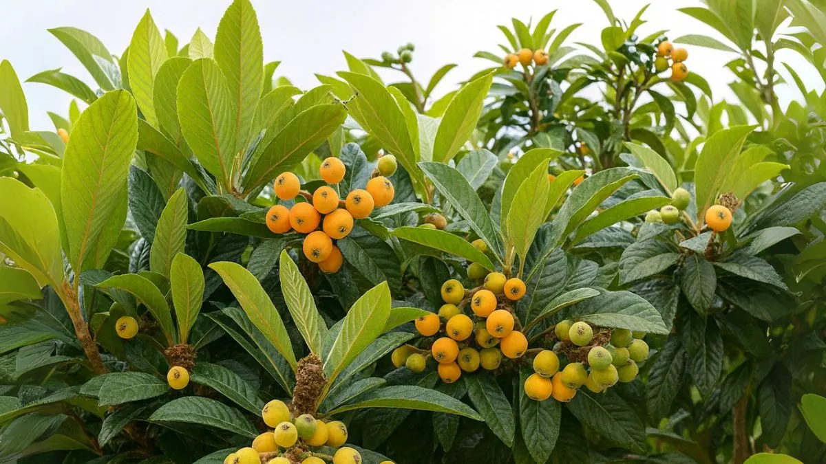 How to Grow Loquats Fruits at Home