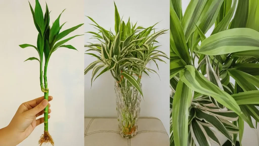 Your Lucky Bamboo Is Dying Slowly—Here’s How to Save It