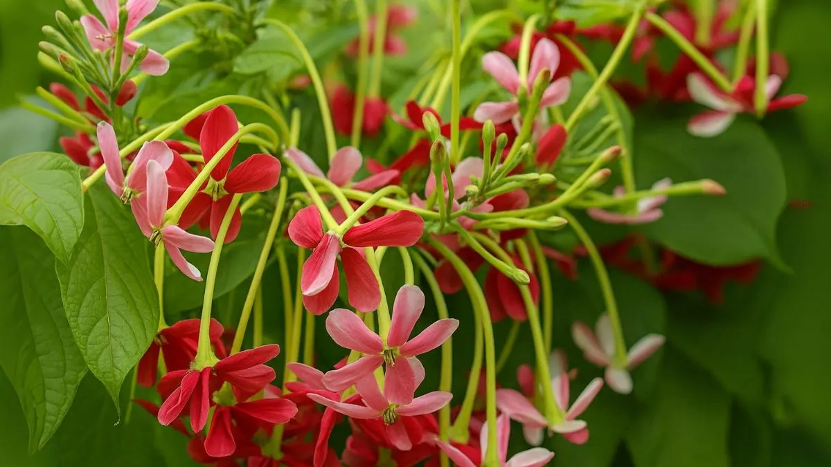 Madhumalti: The Summer Climber That Transforms Balconies into Fragrant Paradises