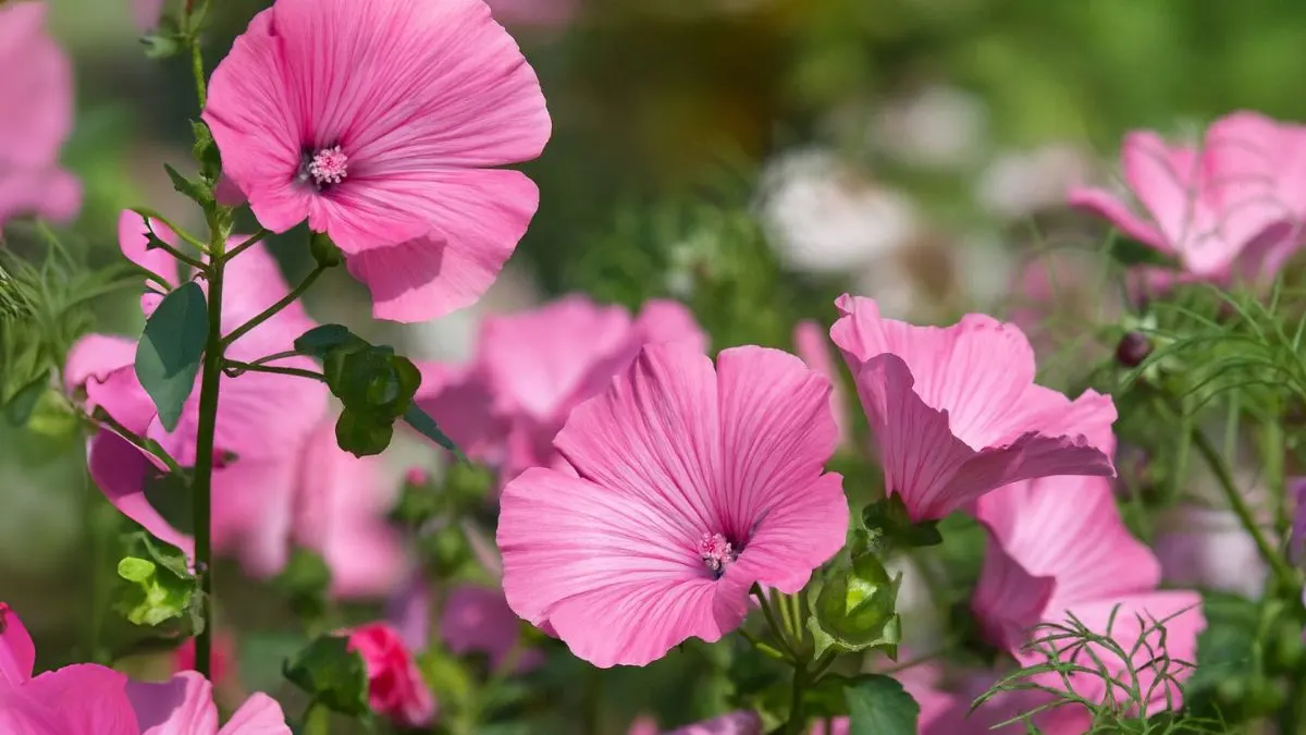 Mallows: The Multi-Tasking Marvels Your Garden Has Been Missing