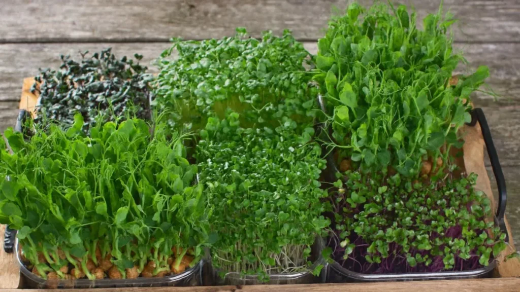 How A Microgreens Growing Tray Can Help You