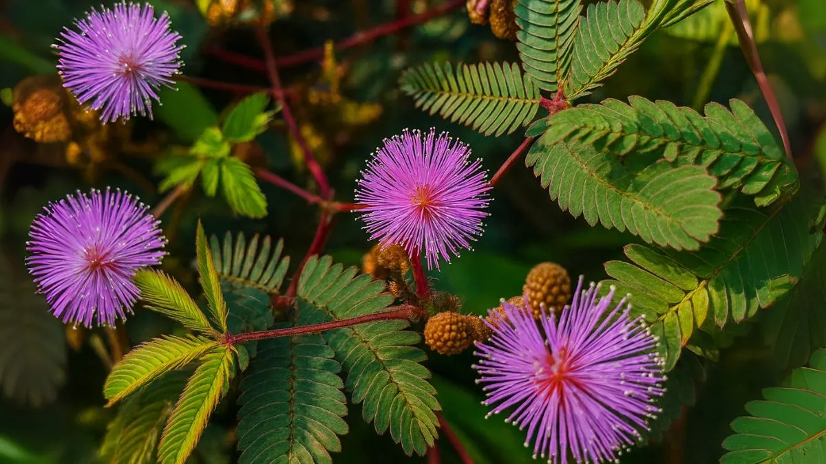Mimosa Pudica: More Than a Touch-Me-Not