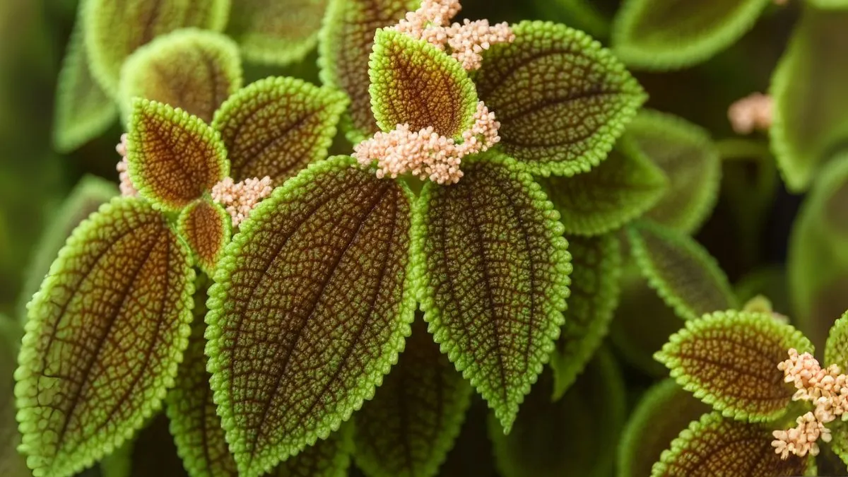 Everything You Need to Keep Your Moon Valley Pilea Thriving