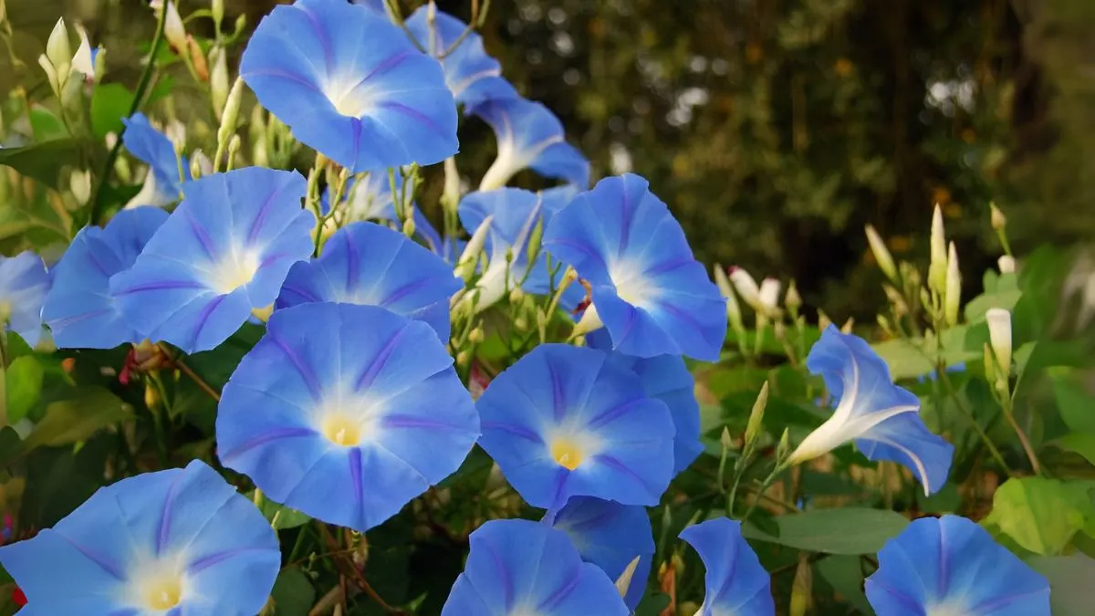The Morning Glory Plant: A Morning Mystique