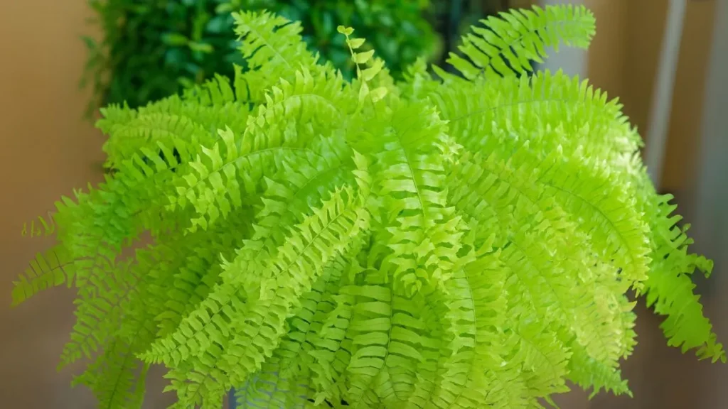 The Secret to Lush Morpankhi Ferns Indoors