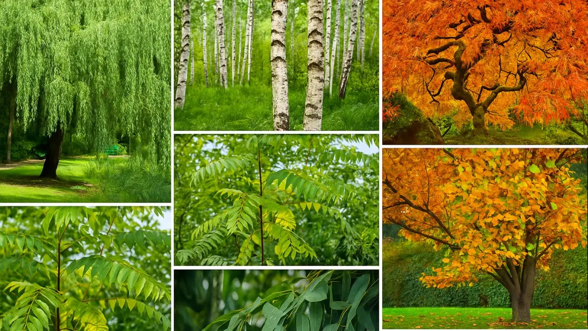 Experts Reveal 7 Trees That Should Never Be Near Your Home