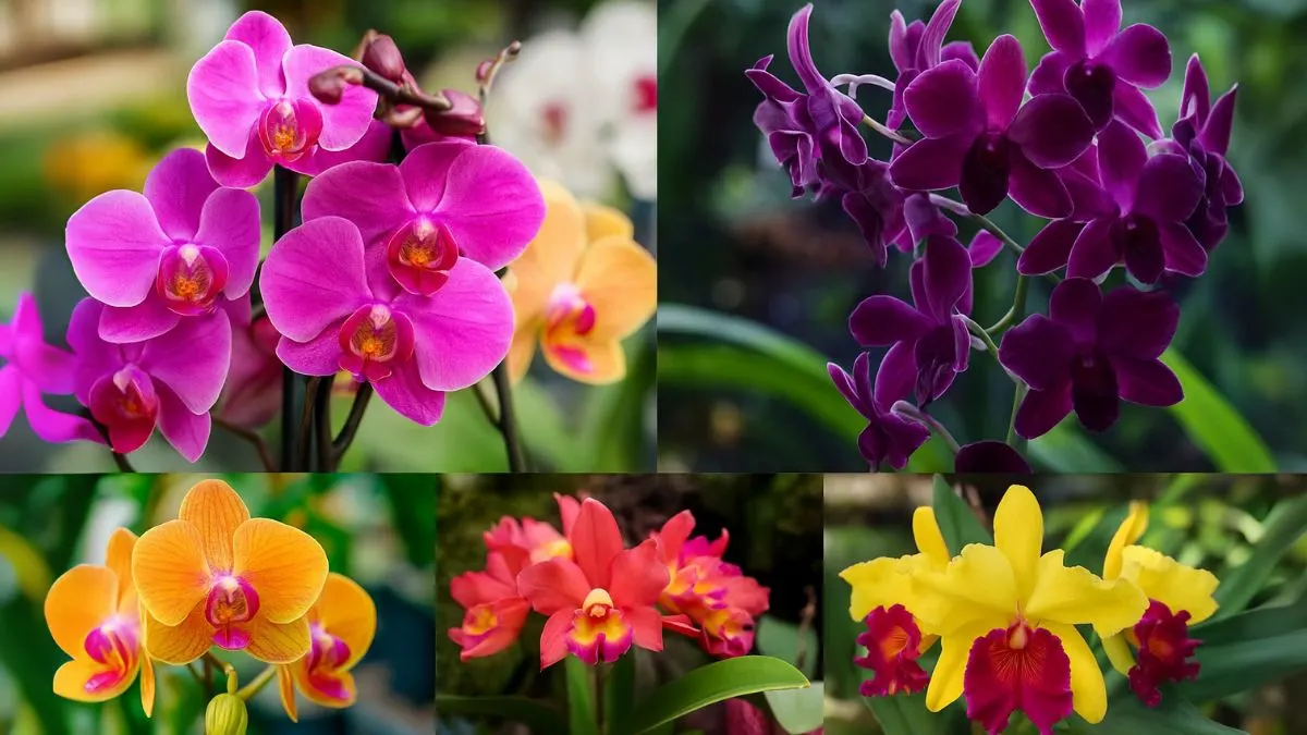 How to Care for Orchids and Keep Them Blooming Year-Round