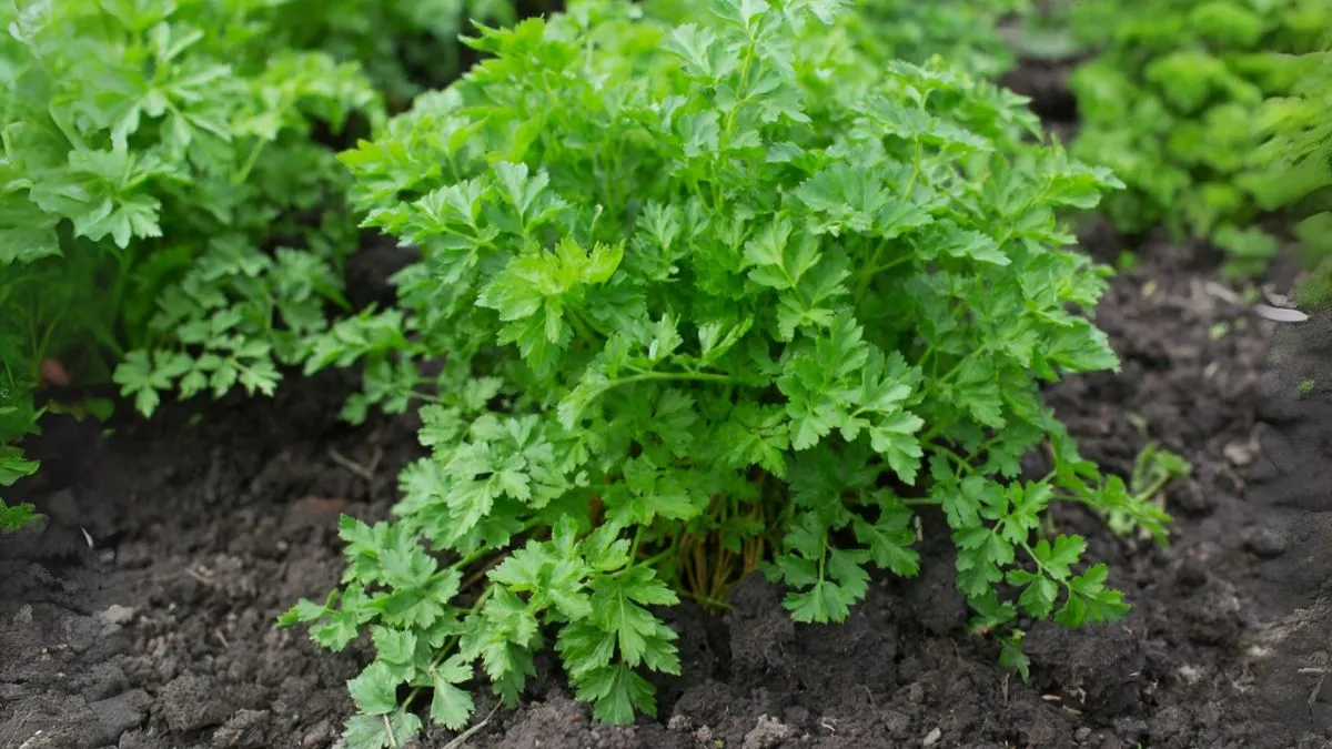 Growing Parsley: A Fresh, Flavorful Herbs