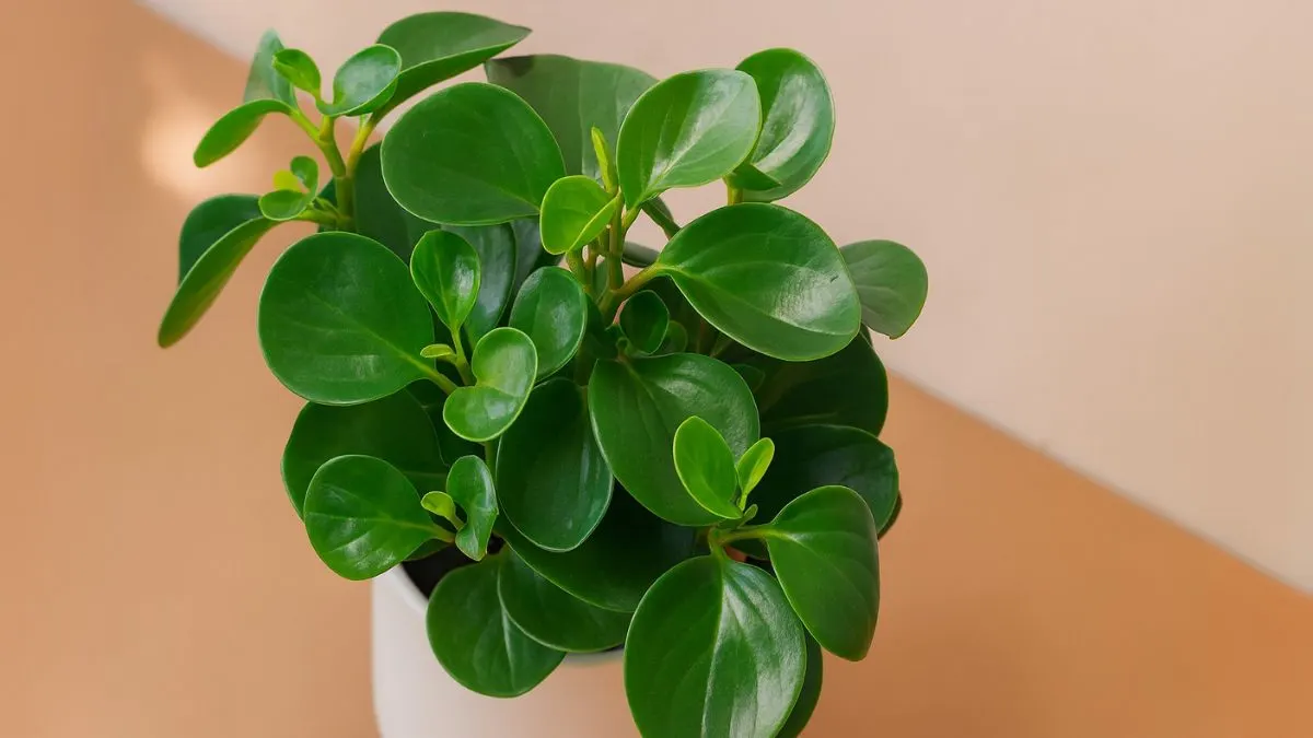 Plant Care for Dummies: Peperomia