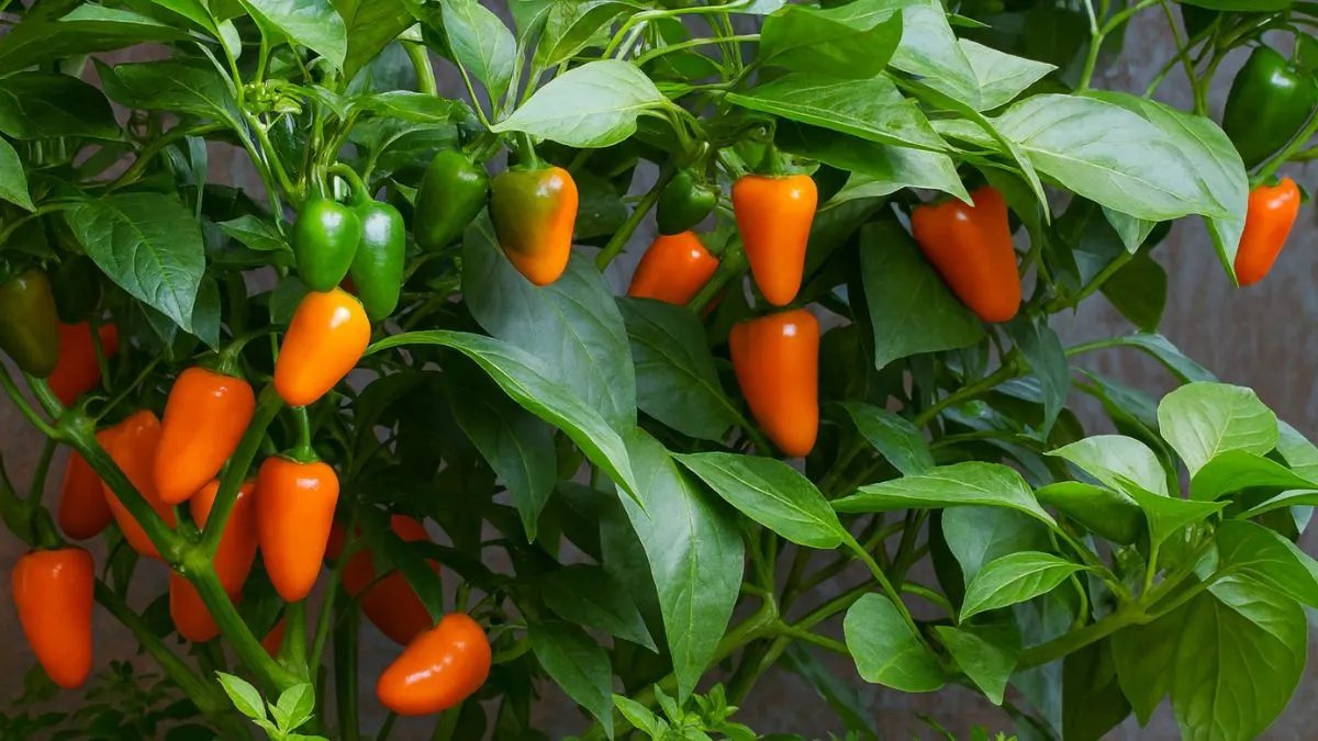 How to Grow Peppers That Thrive in Your Backyard