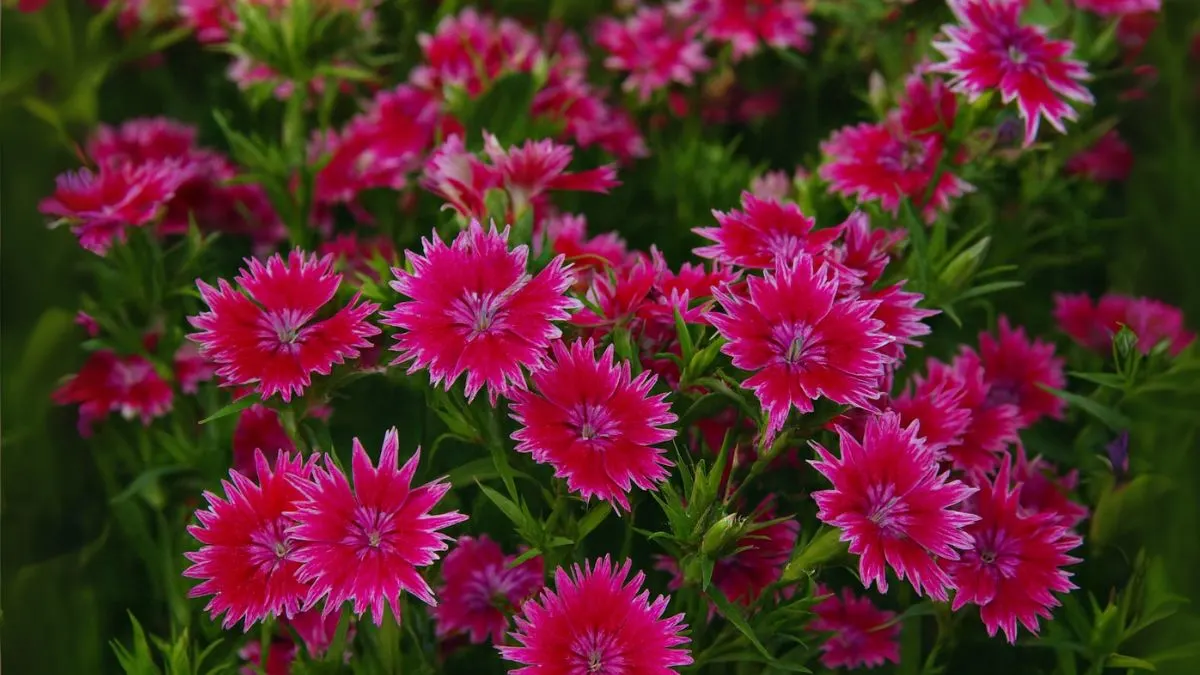 The Complete Guide to Sowing and Growing Phlox Flowers