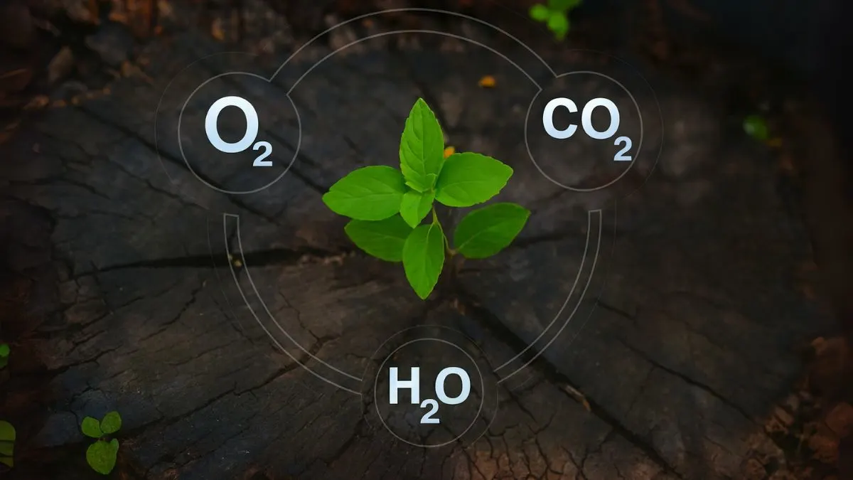 The Fascinating Science of Photosynthesis & Respiration