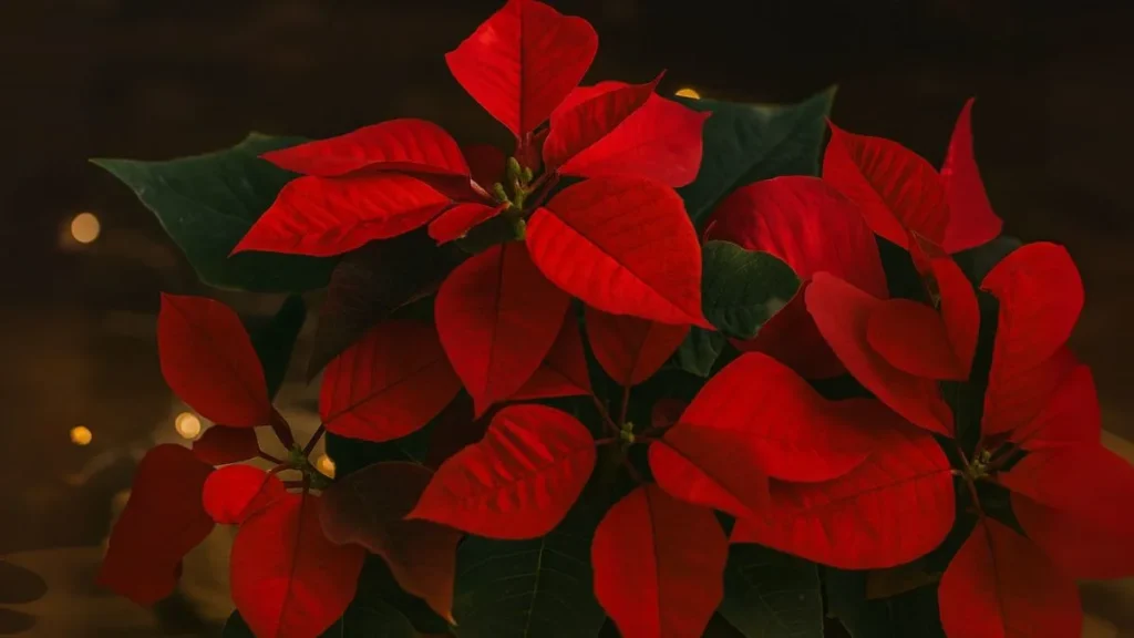 The Secret Life of Poinsettias After the Holidays