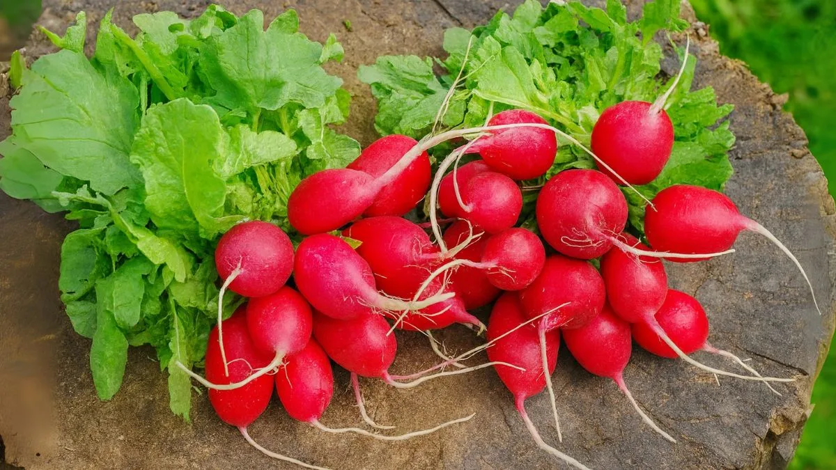 Radishes Growing Secrets: Get Crisp, Juicy Roots Every Time