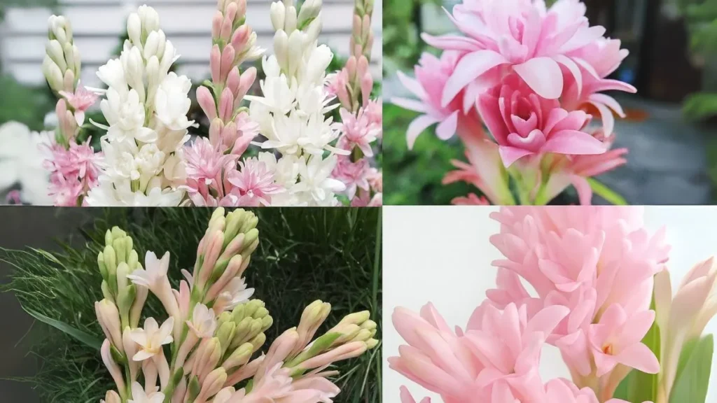 The Secret Behind Rajnigandha Fragrance: How to Grow It at Home