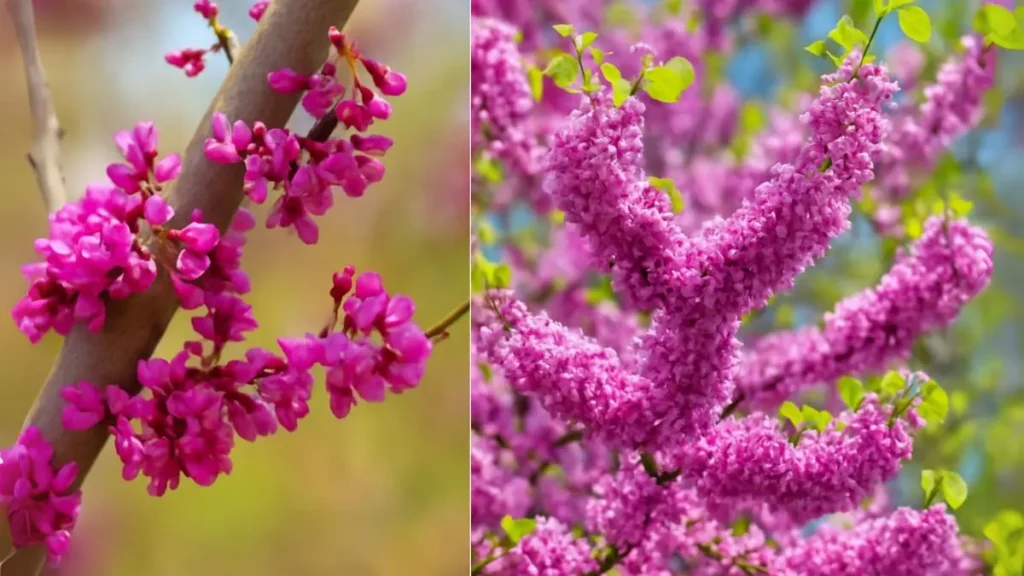 Redbud Trees Are Nature’s Pink Fireworks—Here’s How to Grow Them