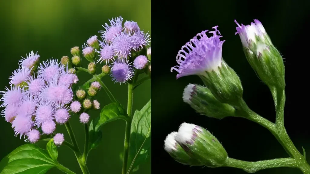 Sahadevi Plant: The Hidden Vastu Herb That Attracts Positivity & Healing