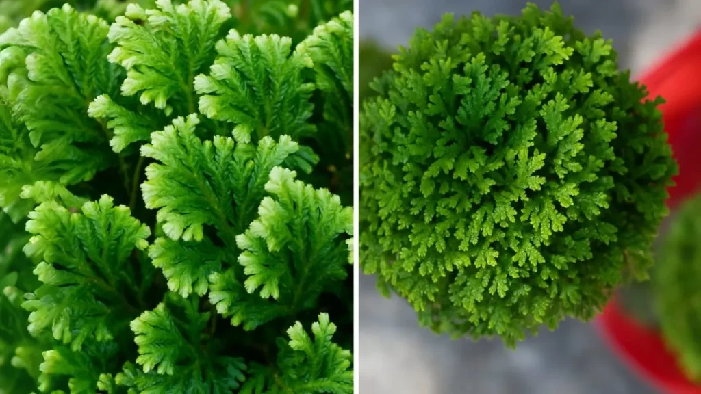 Sanjeevani Plant: The Ancient Herb That Could Save Lives?