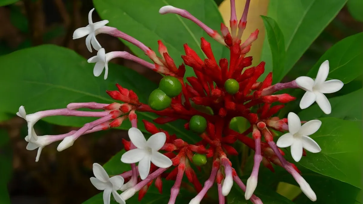 Sarpagandha Plant Benefits & Risks