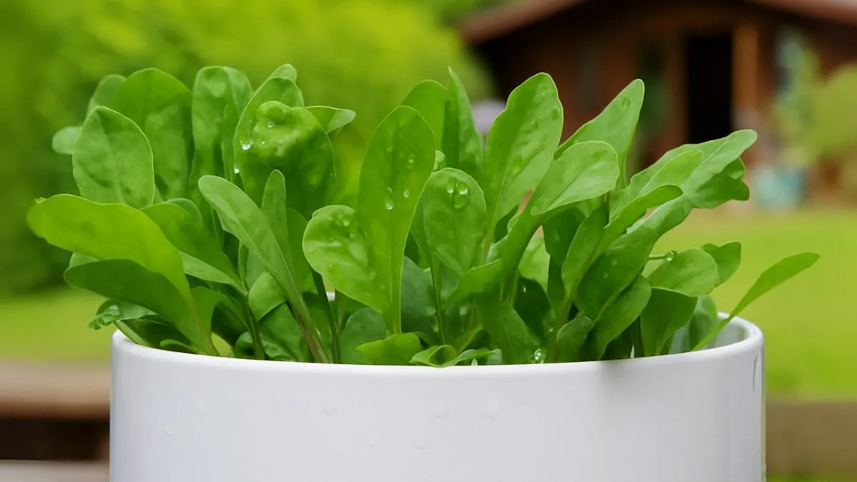 Grow Spinach in Pots That’s Tastier Than Store-Bought