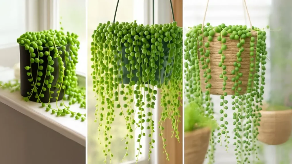 How to Grow and Style Your String of Pearls