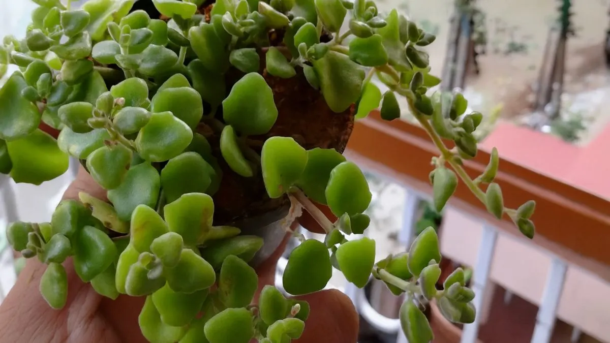 Tangled Heart Plant: The Perfect Indoor Vine That Loves Neglect!