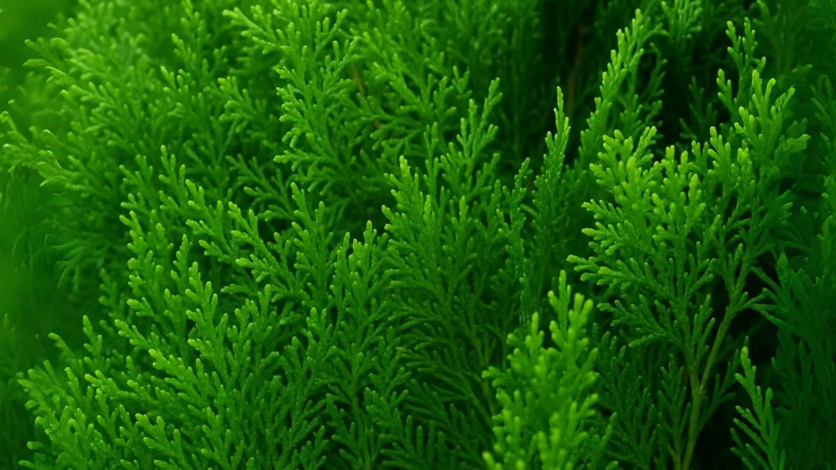 Thuja Plant Care Secrets Every Backyard Gardener Should Know