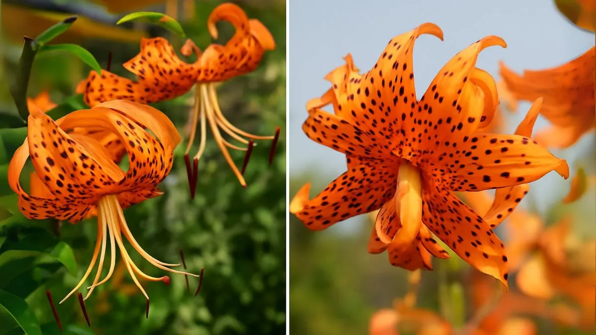 Plant These Bulbs Once—and Get Tiger Lilies Blooms for Years