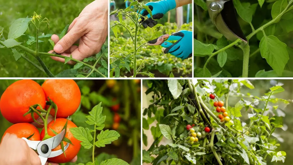 The Right Way to Prune Tomato Plants for Maximum Harvests